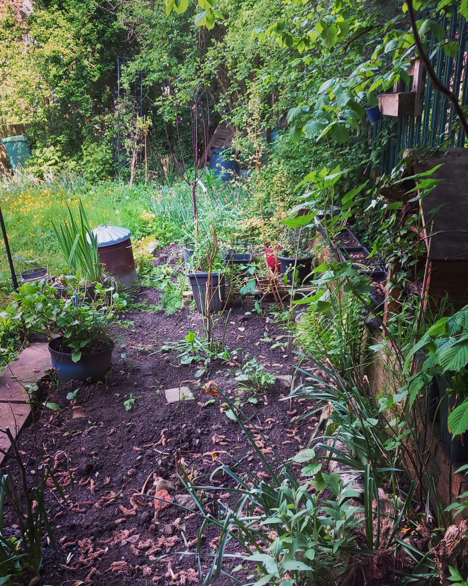 Sunday morning  planting Wildflower and Sunflower seed... William Roscoe was right, true happiness can be found by toiling the soil.  #aportraitofwilliamroscoe #Liverpolitan