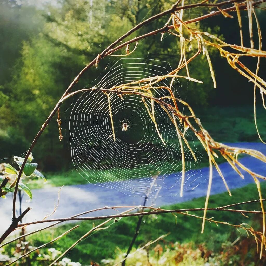 Mumblebug_'s tweet photo. Early morning walks are the best, especially when the sun is just risen and the wildlife is just waking up as well. Its so peaceful, with no traffic noise, nor people shouting at their dogs or kids. I truly recommend it!
.
.
.
.

#sunrise #morningvibes #… https://t.co/pirYGxvqU2 https://t.co/1ljesXqvMY