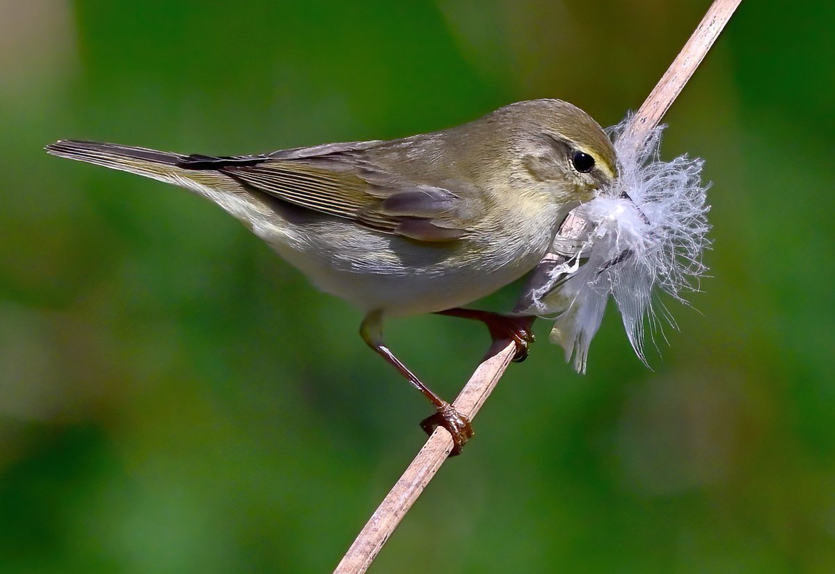 CarlBovisNature's tweet photo. Who knows what this feather carrying cutie is called?🤔🐦 https://t.co/0SEqMMgNwv