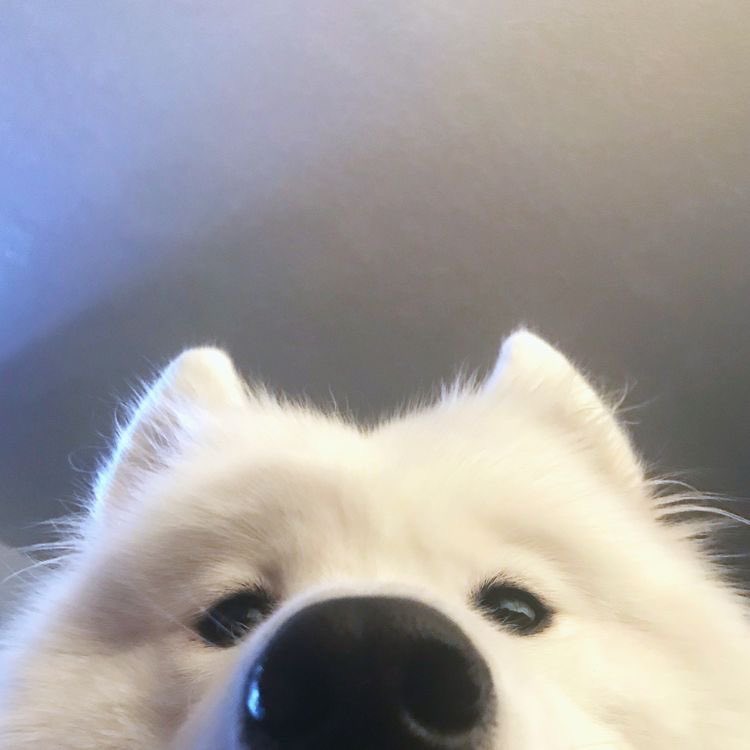헛