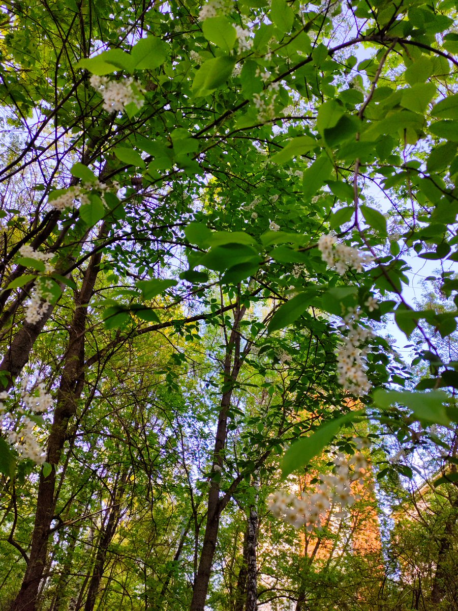 Добрый день. 😊🍃🌾🍃
Good afternoon. 
#MyPhoto 
#SpringBlooming 
#NatureBeauty