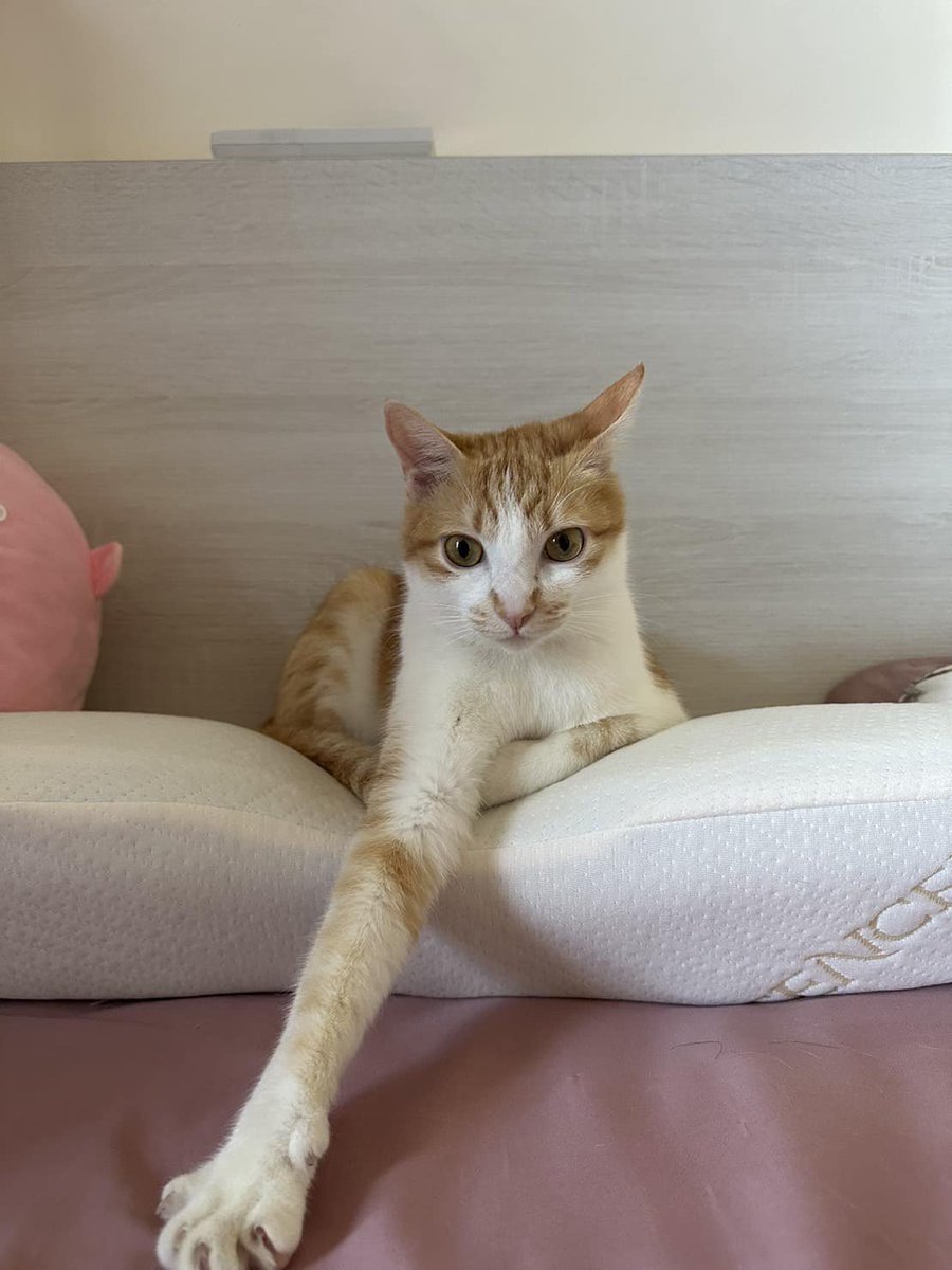 translated cats on Twitter "Cat Longer legs."