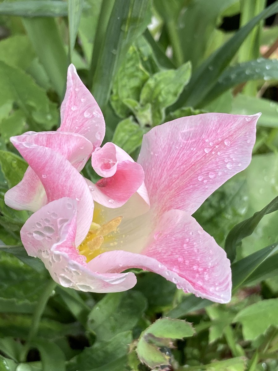 Concordmoose's tweet image. Tricky to show how fab the water droplets on today’s pink things in the garden are. Lense (even on phone) nowhere near as good as #drawingwithmyeyes for this! #gardening #naturespatterns