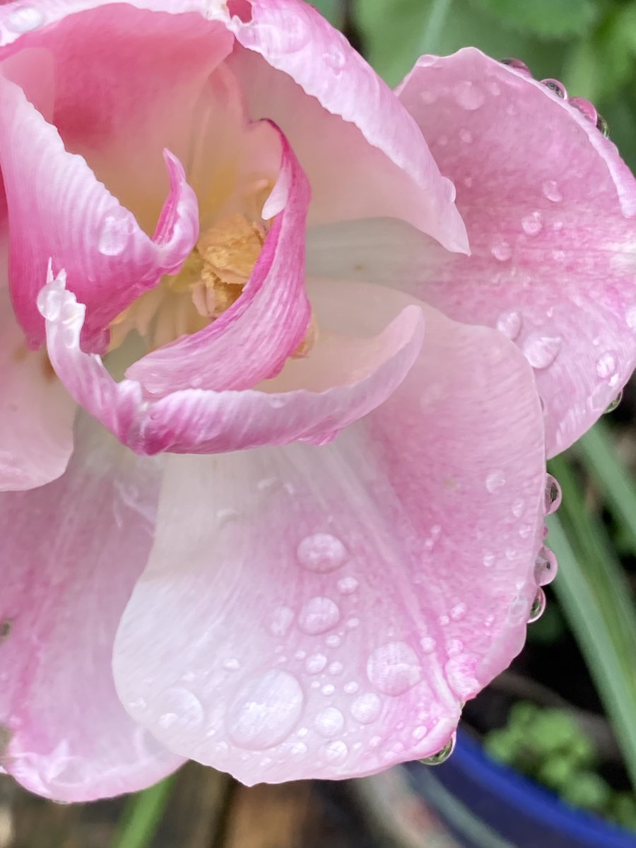 Concordmoose's tweet image. Tricky to show how fab the water droplets on today’s pink things in the garden are. Lense (even on phone) nowhere near as good as #drawingwithmyeyes for this! #gardening #naturespatterns