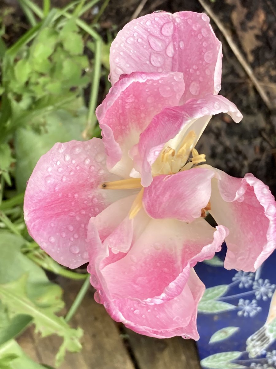 Concordmoose's tweet image. Tricky to show how fab the water droplets on today’s pink things in the garden are. Lense (even on phone) nowhere near as good as #drawingwithmyeyes for this! #gardening #naturespatterns