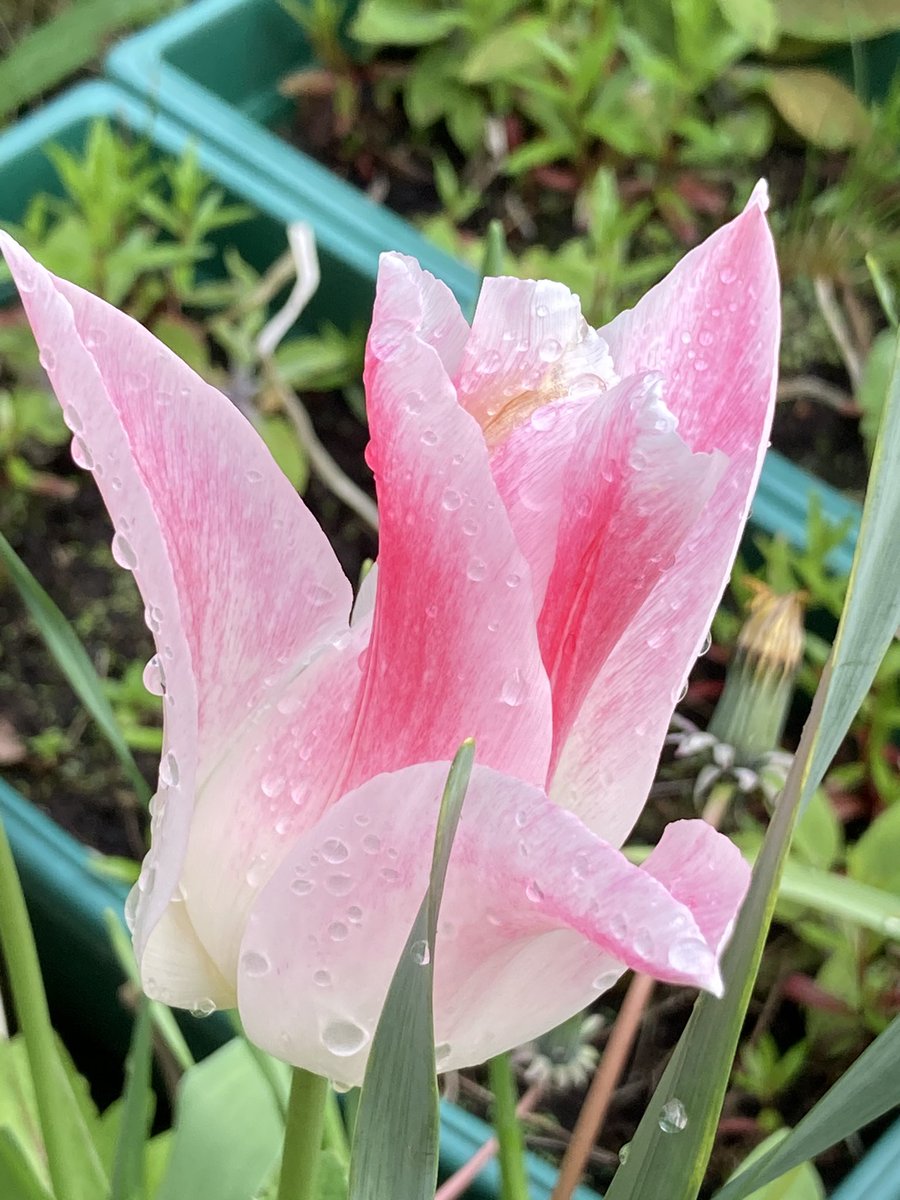 Concordmoose's tweet image. Tricky to show how fab the water droplets on today’s pink things in the garden are. Lense (even on phone) nowhere near as good as #drawingwithmyeyes for this! #gardening #naturespatterns