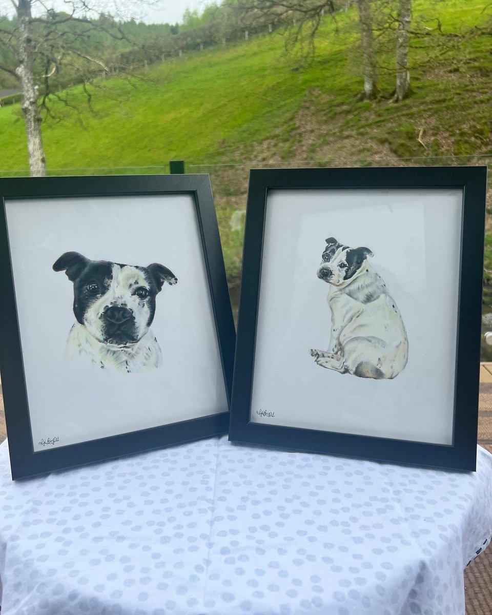 gemyoebb's tweet image. Enjoyed drawing Marmite the staffy 🖤✍🏼🤍 #petpawtrait #staffy #staffydog #staffordshirebullterrier #art #artist