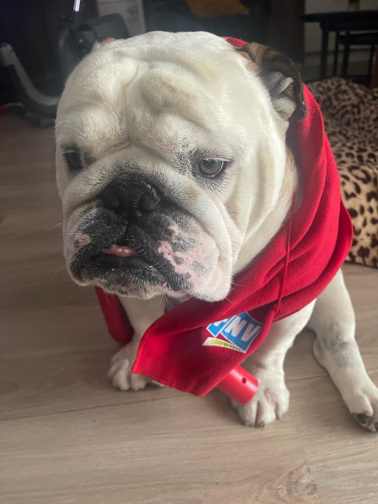 KingLok43786090's tweet photo. My dad thinks he is funny😤Have a nice Sunday funday friends🤣💚#SundayFunday #dogsoftwitter https://t.co/X6ymlXsaOo
