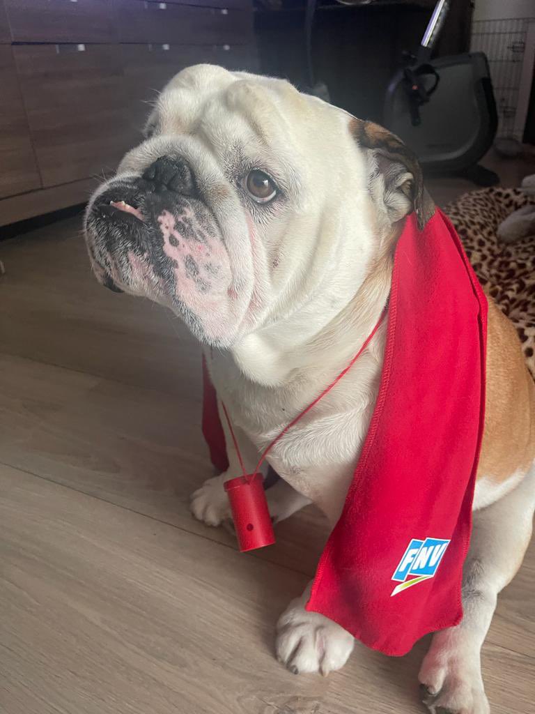 KingLok43786090's tweet photo. My dad thinks he is funny😤Have a nice Sunday funday friends🤣💚#SundayFunday #dogsoftwitter https://t.co/X6ymlXsaOo