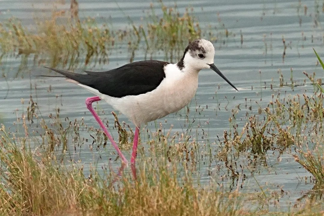 Pernalonga no encoro de Cecebre por Xosè Manoel Carregal.
A Coruña.
H.himantopus.
