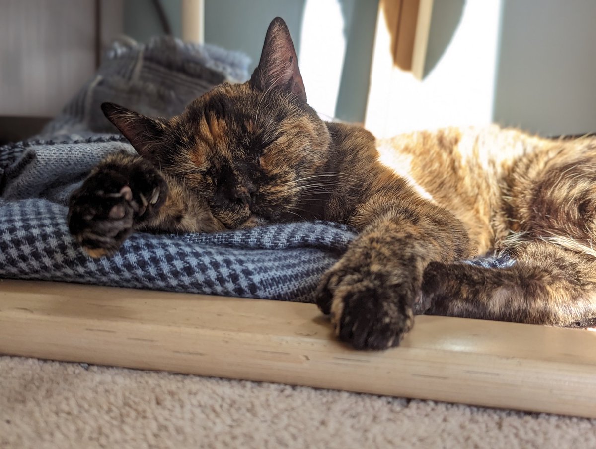 lee_uggh's tweet photo. @JortsTheCat I love baby jean pics cause it lets me imagine what my girl looked like as a baby since she was already an old lady when I got her 💕 https://t.co/e5uTPc0SLk