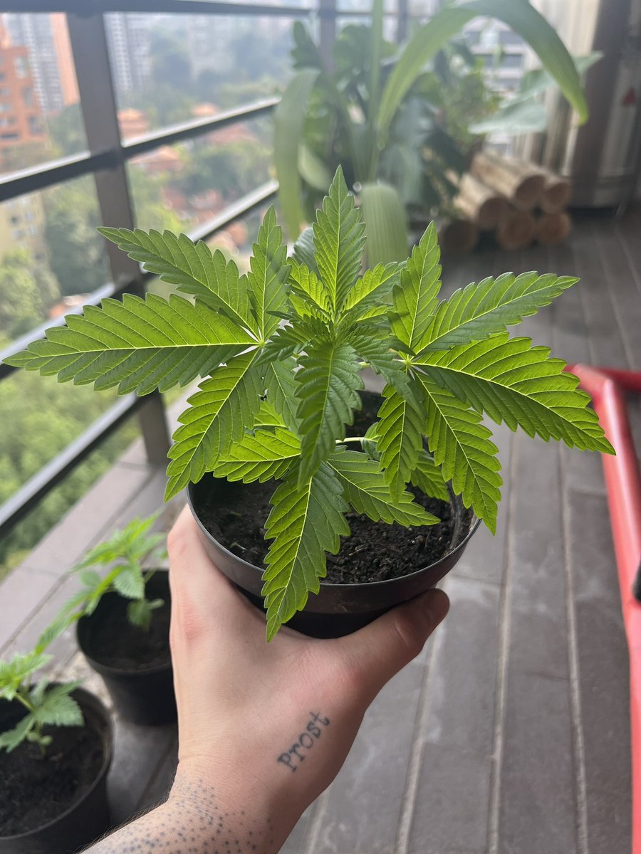 juancervezas's tweet photo. 6 días de crecimiento🌱 https://t.co/NEZnA184EK