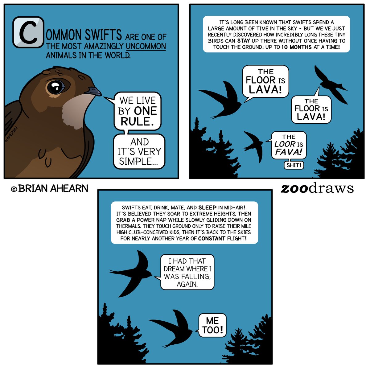 Zoodraws's tweet photo. 🌟NEW Comic! "Common" Swifts are AMAZING. They are the most birdiest of birds♥
#commonswift #birdsarentreal #birdsarereal #swiftbird #alpineswift #swallows #natureisamazing #edutainment #webtooncanvas #natgeo #wildlifeartist #kidliartist #wildlifeconservation #wildlifeducation https://t.co/qPP5JfZ6yD
