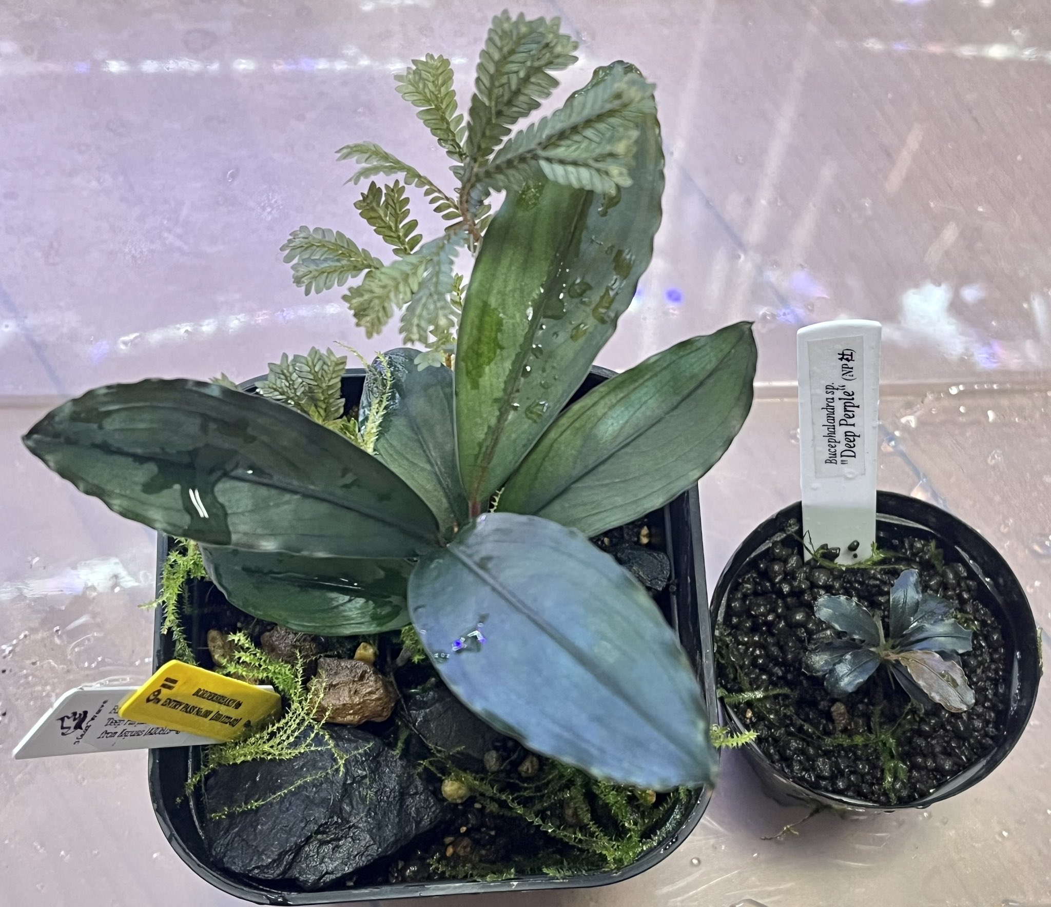 ピ*ジ様 ★Bucephalandra motleyana ① 青黒系の逸品 ピ*ジ様 ☆Bucephalandra motleyana ① 青黒系の逸品（Facebook）