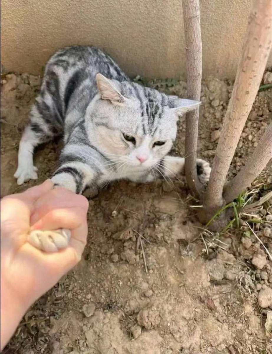 The flowers in my friend's garden were ready to bloom, and I found a kitten in her garden. It was very eager to come home with me.🥰🥰