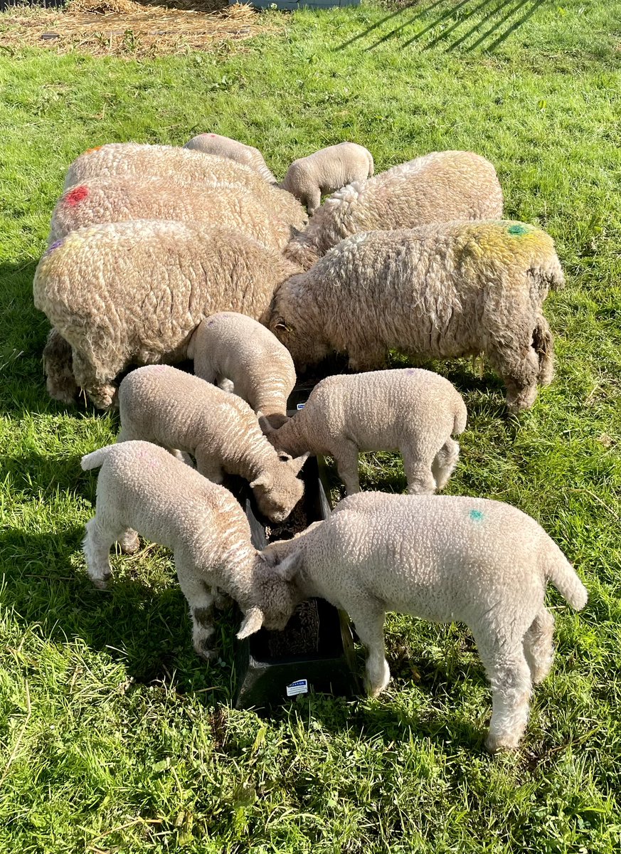 Yesterday the #Coronation, today back on the farm feeding our Ryelands ….. just look at the size of these lambs after only 5 weeks. 🐑🥰.