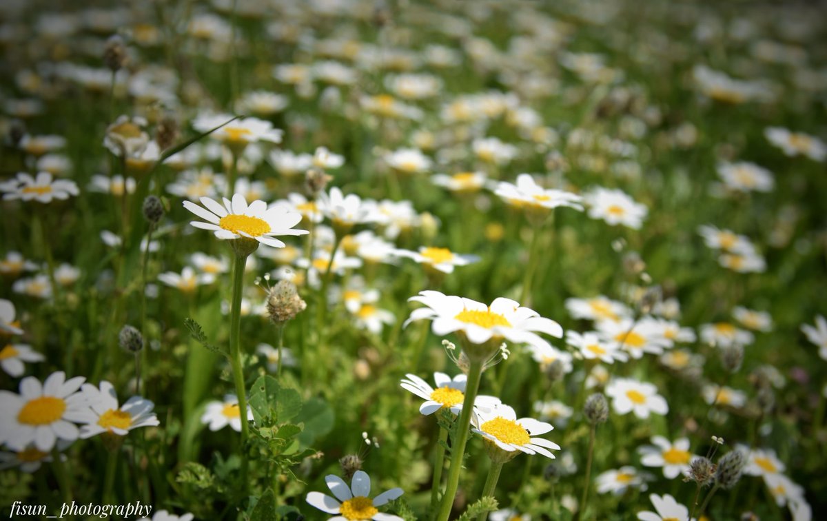 #daisy #spring #springflower #nikon #photography #artphotographer #NatureBeauty #NaturePhotograhpy