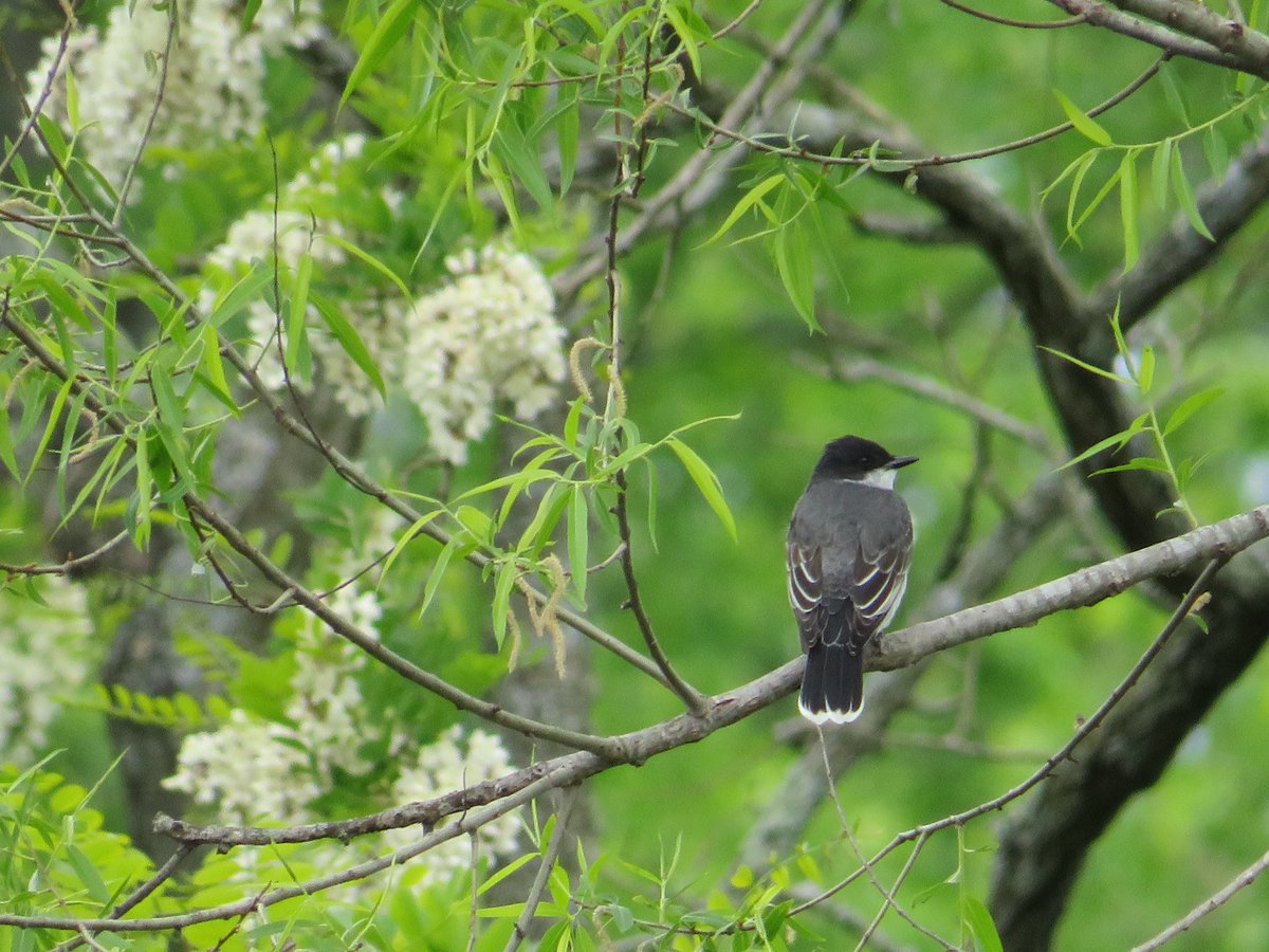 ErinPant's tweet photo. A few spring sightings at the Lake - Eastern Kingbird, Tree Swallow, Orchard Oriole, Osprey….

#birding #birdphotography #BirdsSeenIn2023 https://t.co/TrzHFm8Gzm