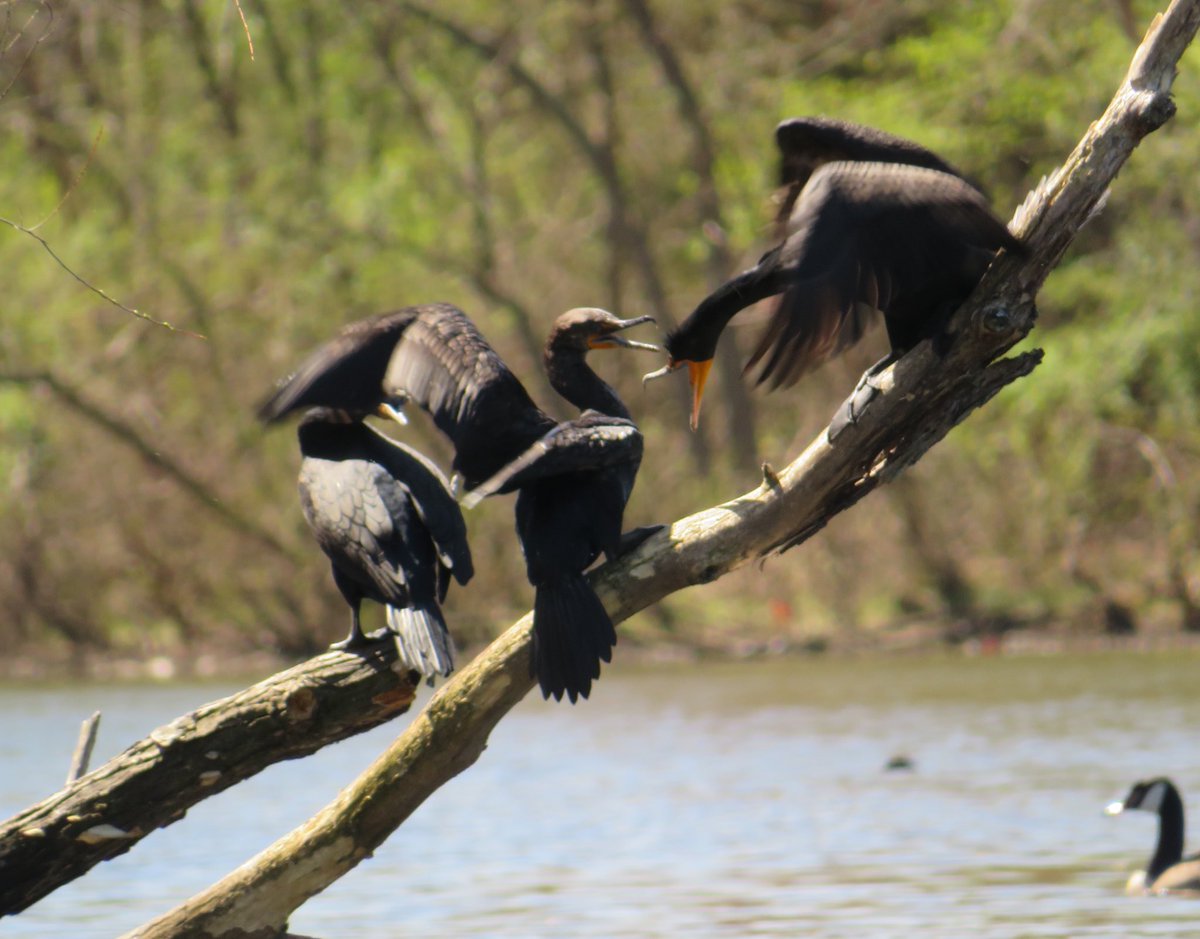 ErinPant's tweet photo. Cormorant showdown in four acts

#birding #birdphotography #BirdsSeenIn2023 https://t.co/SZAJifAkQ5