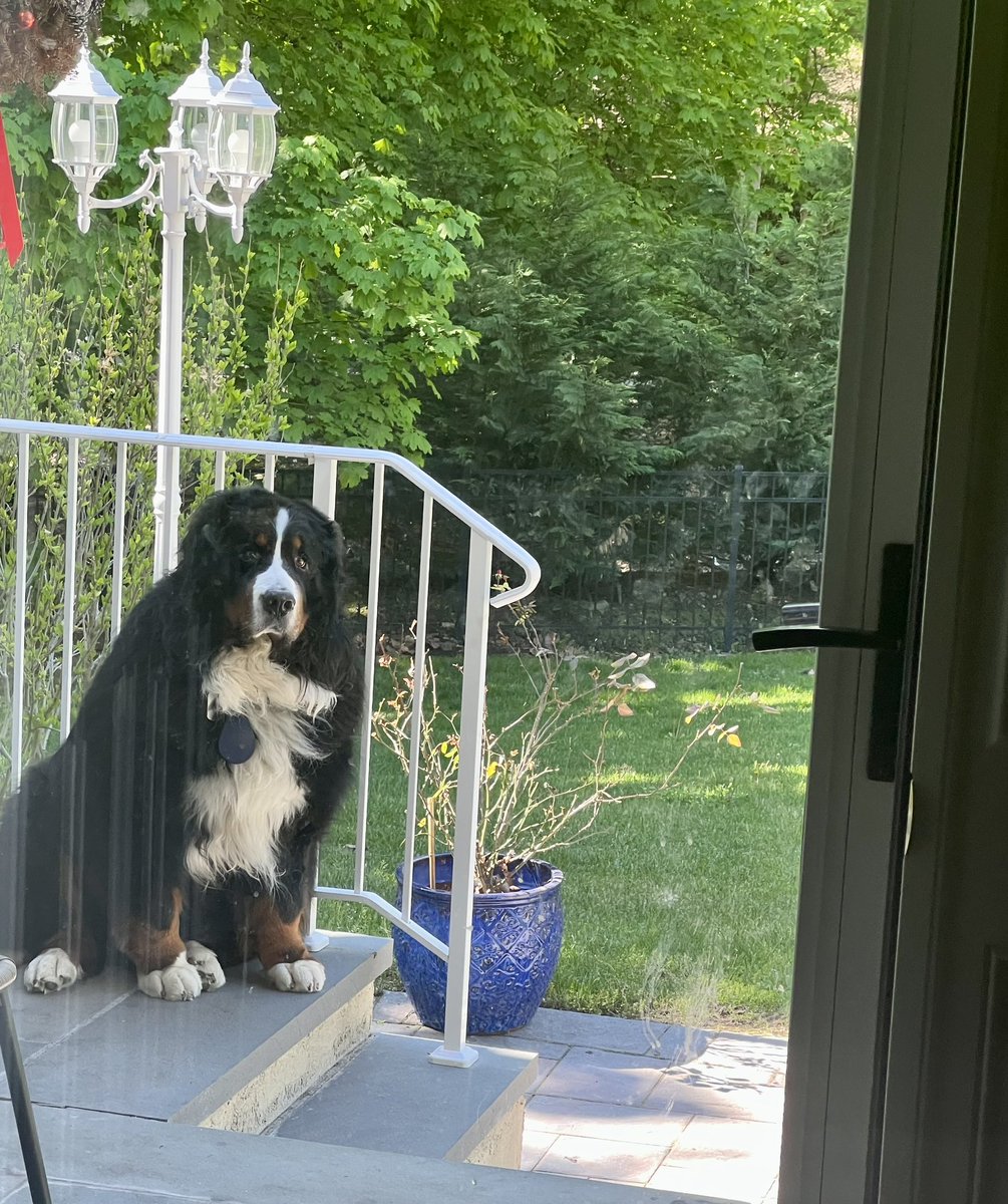 RussianBerner's tweet photo. Mom, the bunny ran away .. again โน๏ธ ๐ #frontdoorview #SundayMood #dogsoftwitter #bernesemountaindog #lovemyboy https://t.co/ohXRMbM1s4