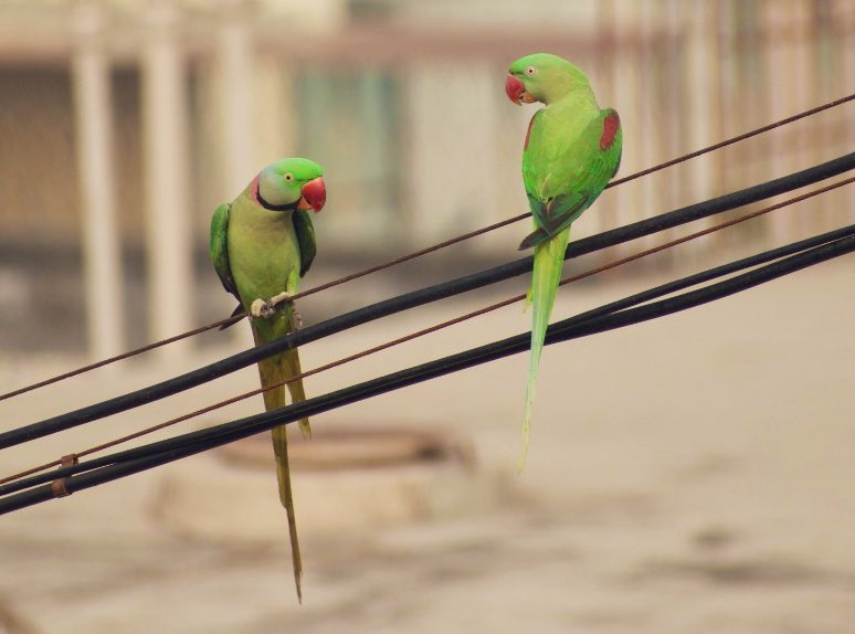 SahirDoshi's tweet image. 🥁🥁🥁 BIG ONE HUNDRED 🥁🥁🥁
Today’s the 100th post of 365Species, a praj-ect to tweet a photo I’ve taken of one Indian wildlife species a day.
Celebrating the century with a Mumbai star partnership: Alexandrine parrots!
My “spark” species 🙏🏽
#IndiAves #BirdsofTwitter