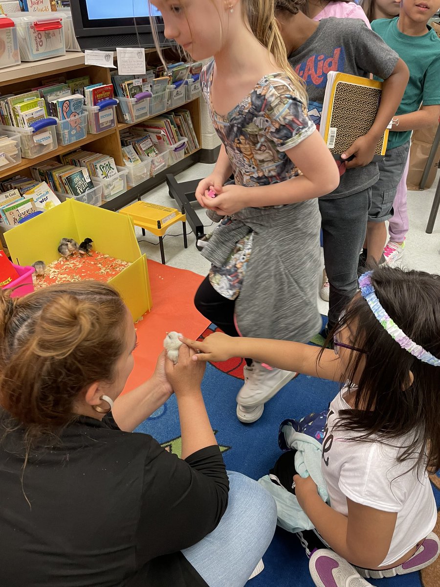 Ms_Murraysclass's tweet image. An exciting week in Kindergarten! First field trip to the animal park, getting to see and pet the 3rd grader’s baby chicks, and continuing to watch Pumpkin Jack grow! @PotowmackES