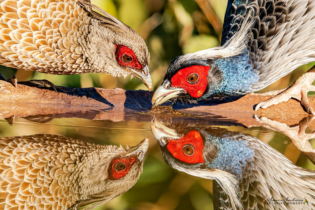 Kalij Pheasants
#BirdsOfTwitter #IndiAves #nature #birdphotography #ThePhotoHour #BBCWildlifePOTD #BirdsofIndia #birdwatching #twitterbirds #birdpics #Asianbirds #birds #birdsoftheworld #birdnames_en #NaturePhotograhpy #kalijpheasants #pheasant #reflections #beauty #sattal