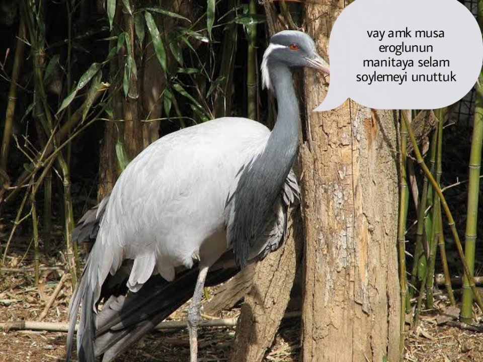 mortingenschtrauze (@duygudolu32) on Twitter photo 