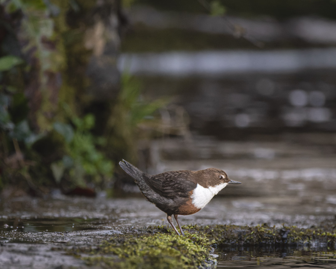 ChrisBournPhoto's tweet photo. My favourite bird of the moment, the White Throated Dipper
#dipper #stream #yorkshire #bird #water #flow #bbcspringwatch #moss #wildlifevision #thebritishwildlife #wildlifeperfection #wildlifelovers #instawildlife #dippersofinsta #birdstagram #britishwildlifephotography #river https://t.co/3hWRqB0zXI