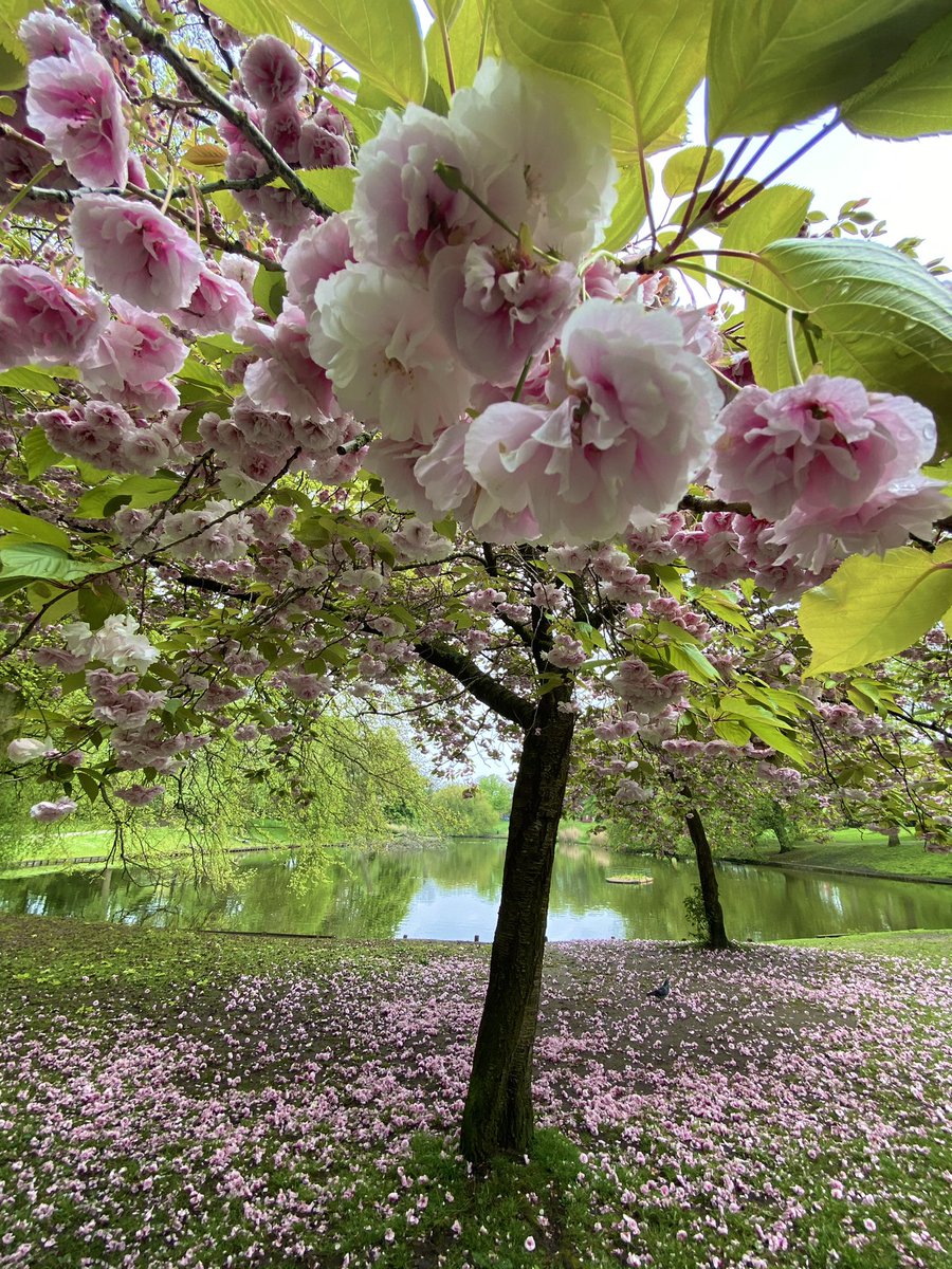 When you get a bit of time on a bank holiday to explore the glorious suburban parks in Liverpool. Which ones are your favourite? Research continuously tells us that living near one of our much loved parks adds to the market value of your home
#Liverpool #property #parks #suburban