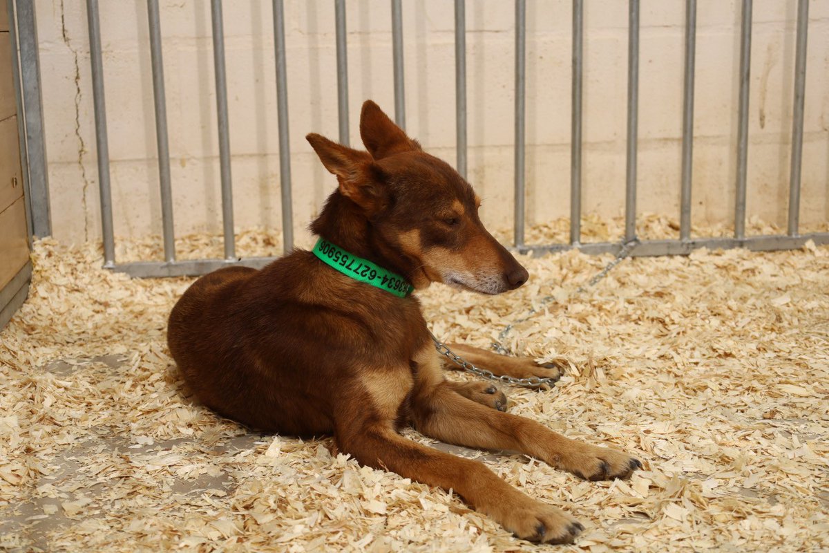 30ª #FeriadelPerro 🐕🐩 de #Archidona. 

👉🏼 Ejemplares de podenco en la Zona ANPOE de este evento que celebra su trigésimo aniversario.

📲 feriadelperro.es