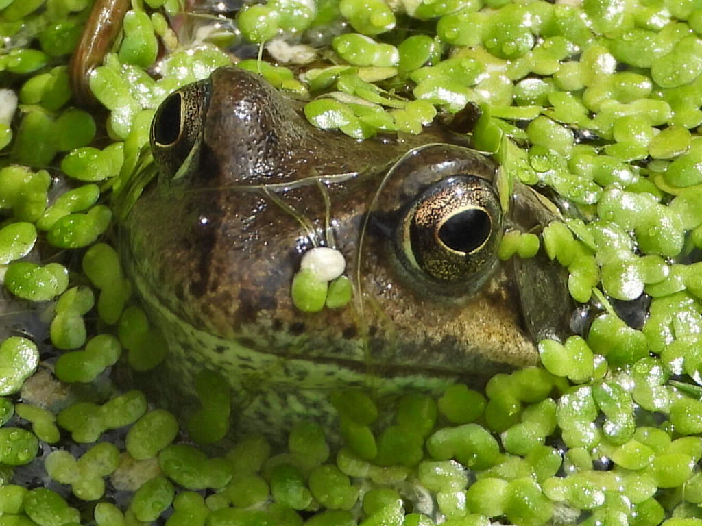 Mightychub's tweet photo. How deep is a frog pond? Knee deep, knee deep! Happy in the garden this morning #Wildlifegarden @DerbysARG @froglifers @GWmag @BBCSpringwatch @DerbysWildlife #ponds #puddles #outspiration https://t.co/yGE5ttSKUk