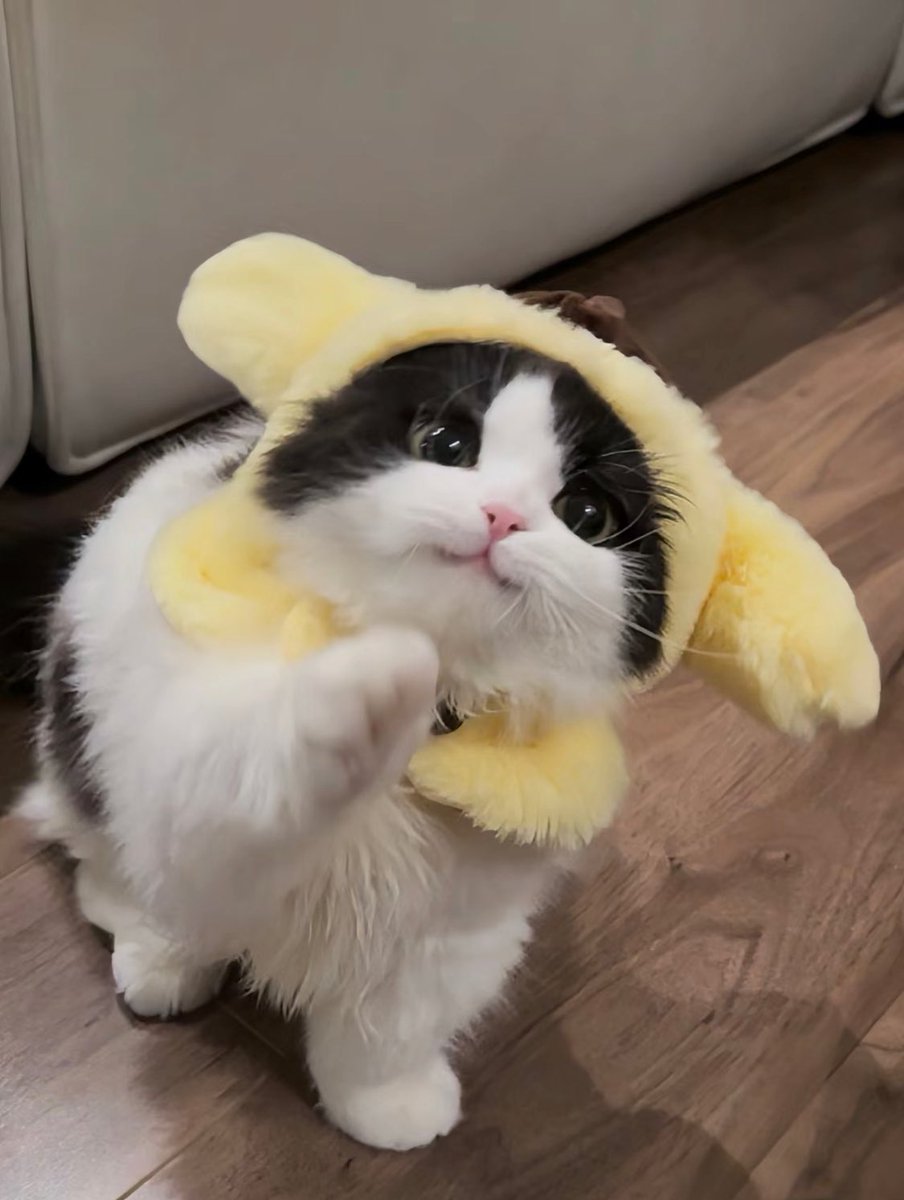 piinkimi_'s tweet photo. pompompurin https://t.co/5oLt4NhLGU