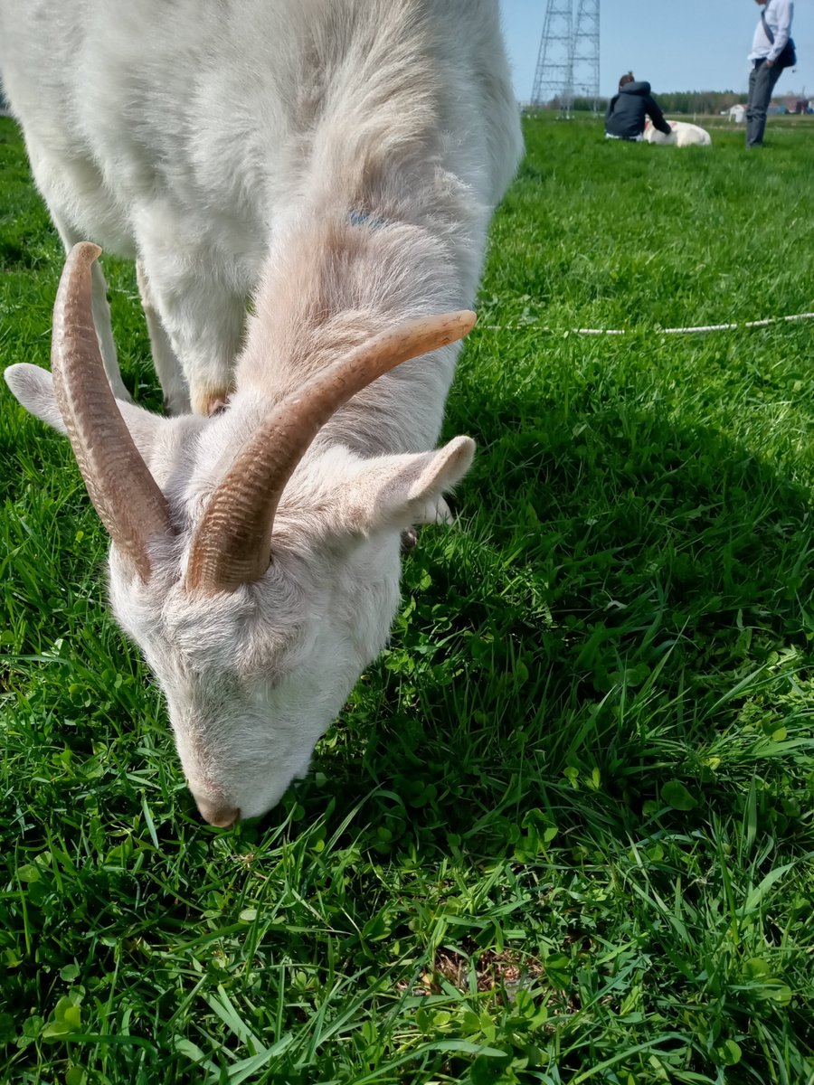 yagisan_meimei's tweet image. ゴートウィーク（ヤギ週間）最終日

#ヤギ
#GW
#GOATWEEK