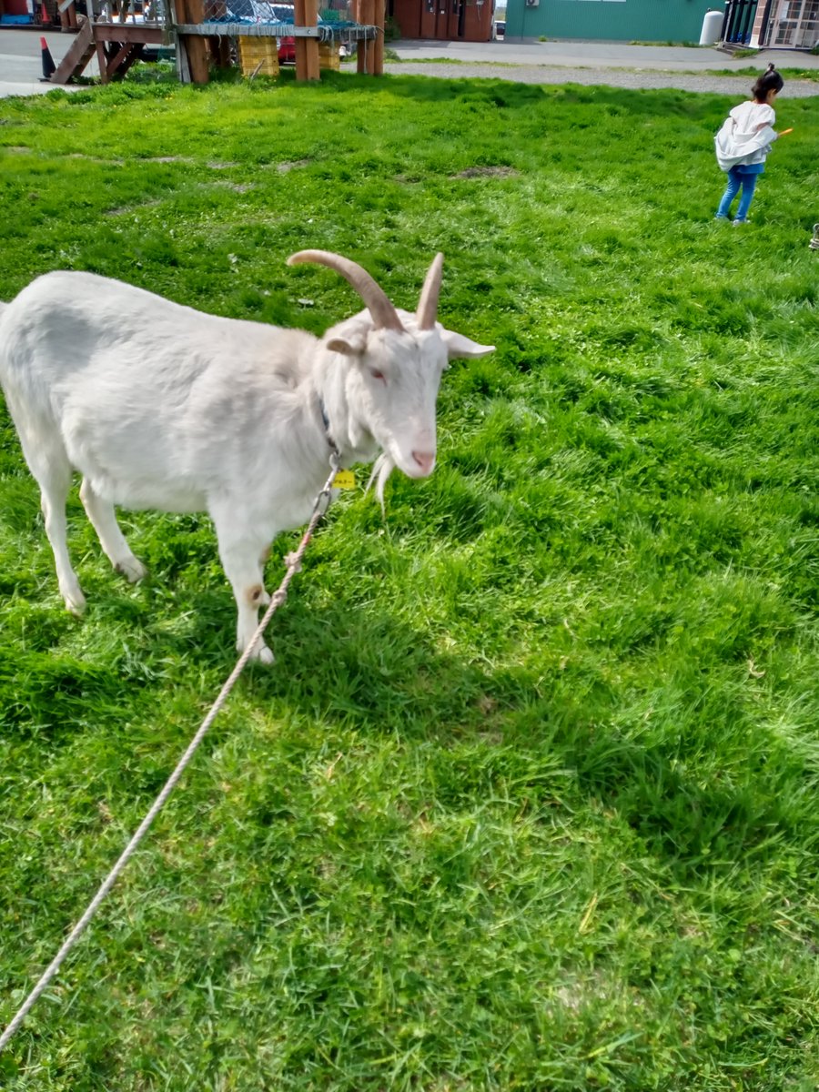 yagisan_meimei's tweet image. ゴートウィーク（ヤギ週間）最終日

よいGOAT WEEKだった

#ヤギ
#GW
#GOATWEEK