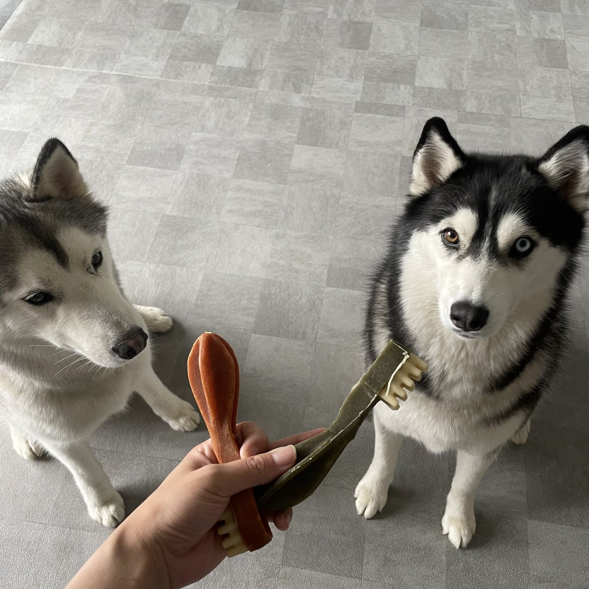 lime_husky_rolf's tweet photo. #wellness #whimzees をペット博で購入!
2人とも気に入ったみたい🥰 https://t.co/tktADf9HZy