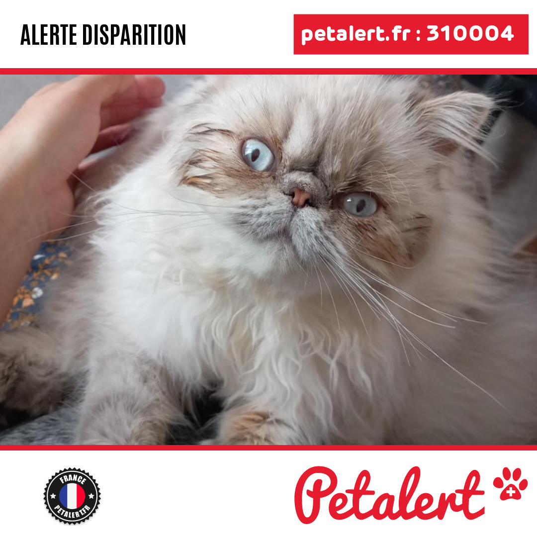 petalert_france's tweet photo. Disparu #Chat #SeineEtMarne #Meaux #Petalert  #PetAlert77 / https://t.co/o2Q5jkKexv https://t.co/gqz6dW21xP