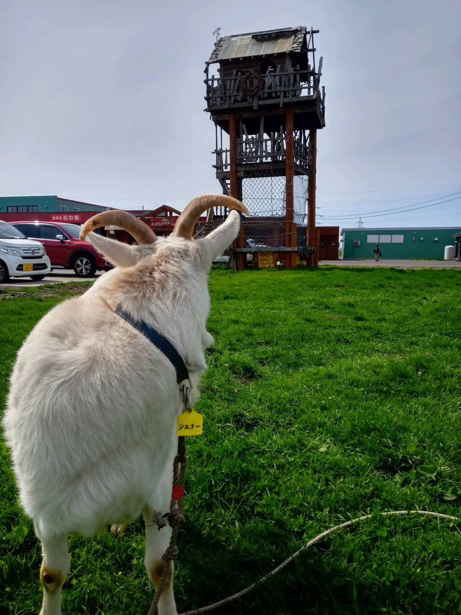 yagisan_meimei's tweet image. ゴートウィーク（ヤギ週間）最終日　番外編

　シェリー「絶対見ないでよ　見たら抹殺よ

#ヤギ
#GW
#GOATWEEK