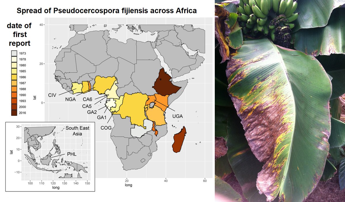 Reconstruction and analysis of the #invasion routes in Africa of an important #banana #disease (black Sigatoka, Pseudocercospora fijiensis) - article in <a href="/Ecol_Evol/">Ecology and Evolution</a> by A. Gilabert, <a href="/RieuxAdrien/">RIEUX Adrien</a> and others like @renaud_vitalis - doi.org/10.1002/ece3.1…