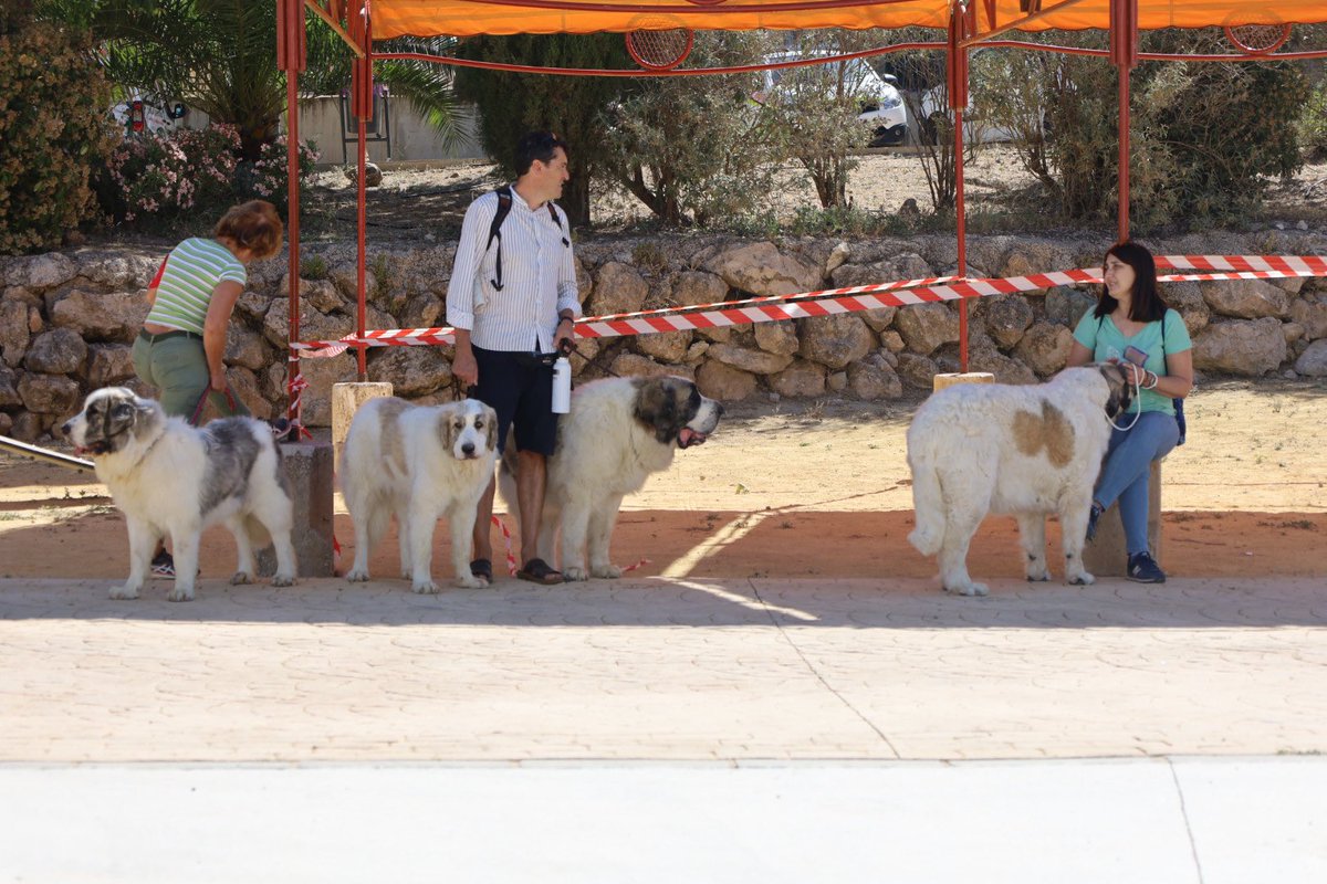30ª #FeriadelPerro 🐕🐩 de #Archidona. 

👉🏼 Siguen llegando numerosos aficionados llegados de distintos puntos de Andalucía y España.

📲 feriadelperro.es