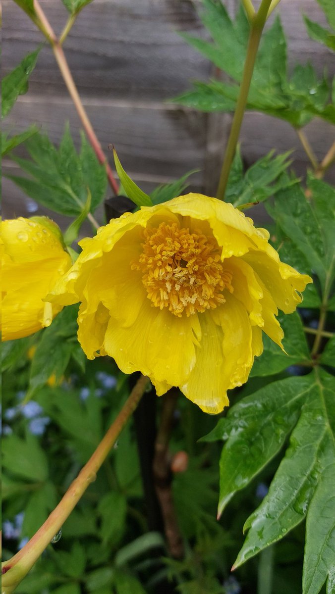 After 15 years my tree peony has finally flowered! I got it from a drive sale and it must have been 10 cm tall. It is beautiful! 
#GardenersWorld #gardening #sundayflowers #flowers #peony