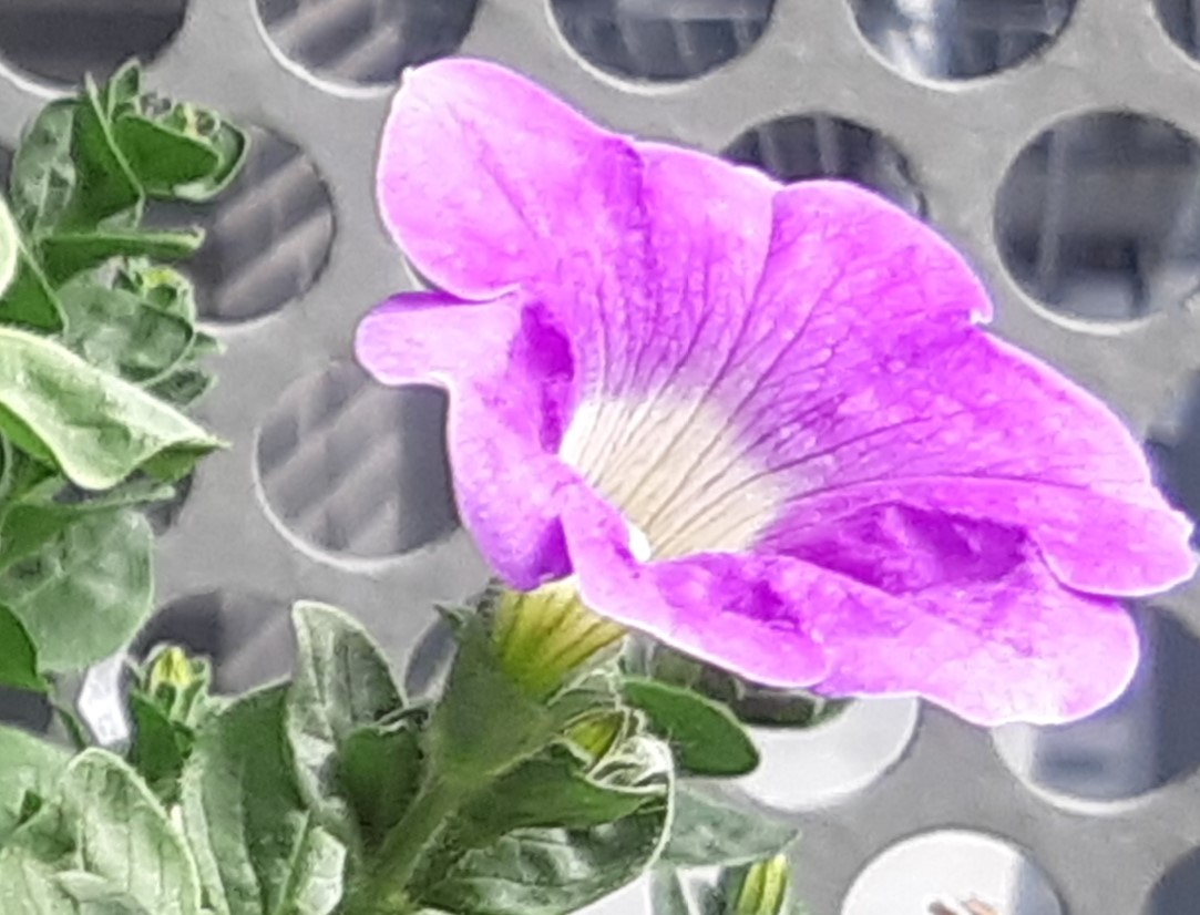 MerkbaarResult's tweet photo. "Een nieuwe bloem" op https://t.co/LOBeLIaBT1 https://t.co/tiUBNDtOSM
