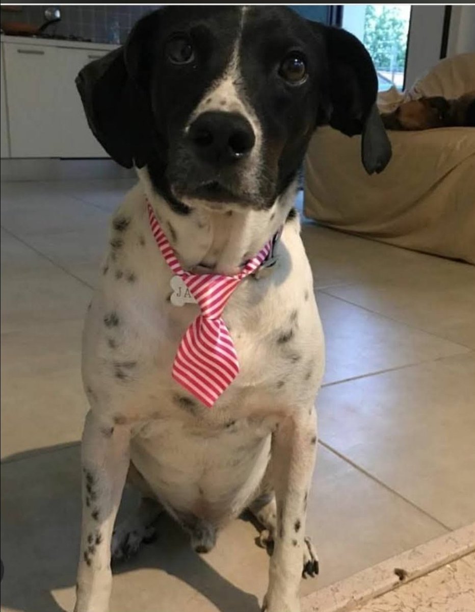 JackAndTimos's tweet image. Am I handsome enough to invite you to dinner mama? #RescueDogs #mutts #mummy 😆😂