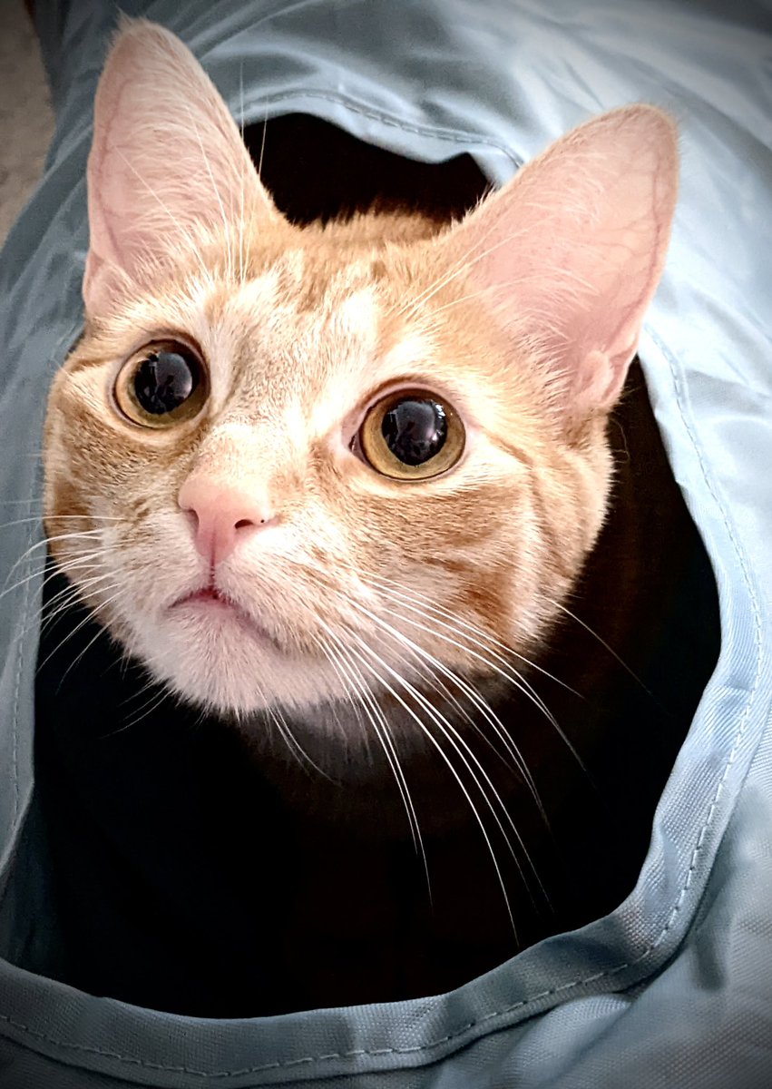 justkittenby's tweet photo. Sunday Funday #SundayMorning #SundayFunday #CatsofTwitter #Caturday #cats https://t.co/KsE6Opmy2X