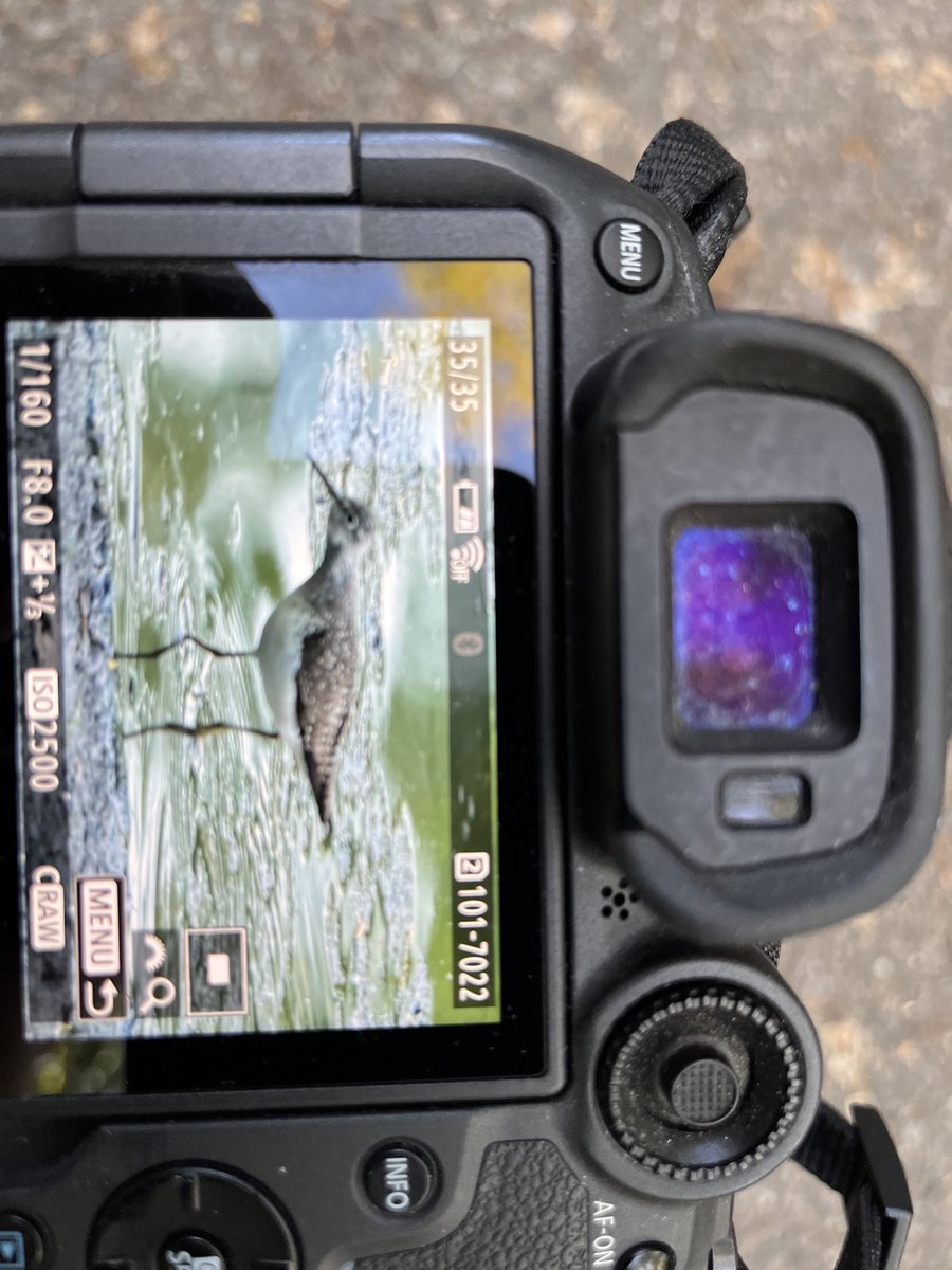 FowlmereRSPBer's tweet photo. Solitary sandpiper I THINK on the pool #birdcp #birdcpp https://t.co/BI5RlsKIa3