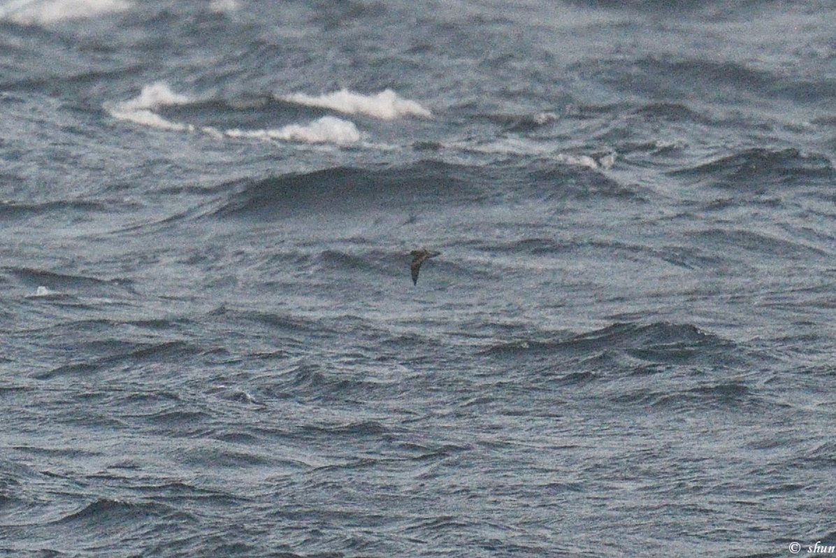 鳥類学者の間で大きな驚き: 新種のウミツバメが発見された