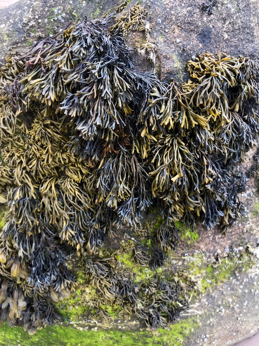 ☘️ Today in Ireland ☘️ (@todayinireland) on Twitter photo Reennanallagane walk this morning in Glenbeigh, County Kerry, Ireland. 
Walking distance off the Ring of Kerry. A hidden beach! 
@ReeksDistrict #WildAtlanticWay #TodayInIreland #NeverLeaveKerry Reennanallagane walk this morning in Glenbeigh, County Kerry, Ireland. 
Walking distance off the Ring of Kerry. A hidden beach! 
@ReeksDistrict #WildAtlanticWay #TodayInIreland #NeverLeaveKerry