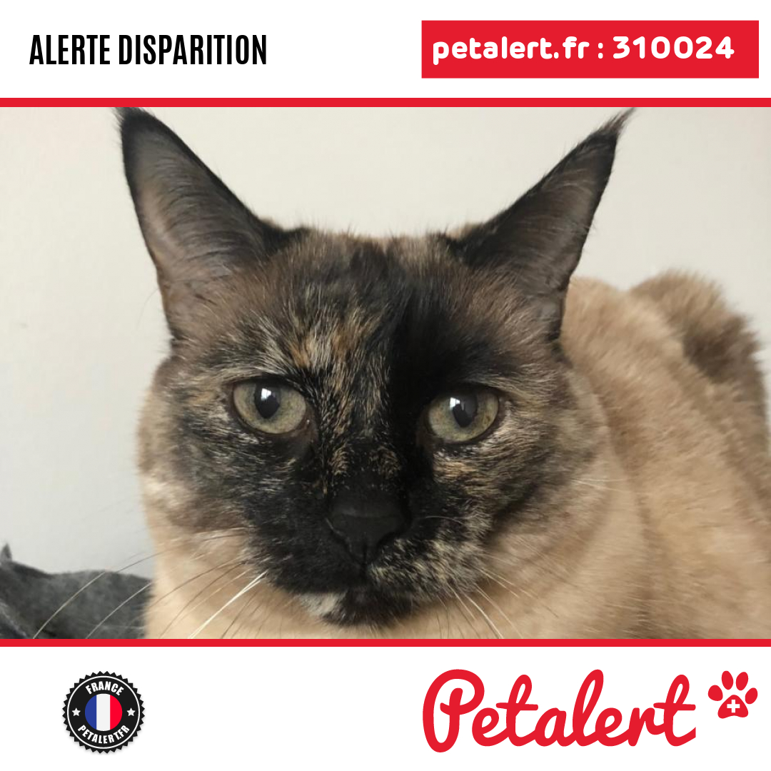 petalert_france's tweet photo. Disparu #Chat #HautsDeSeine #Sevres #Petalert #PetAlert92 / https://t.co/IfFilQsPL1 https://t.co/pOqvxcl69R