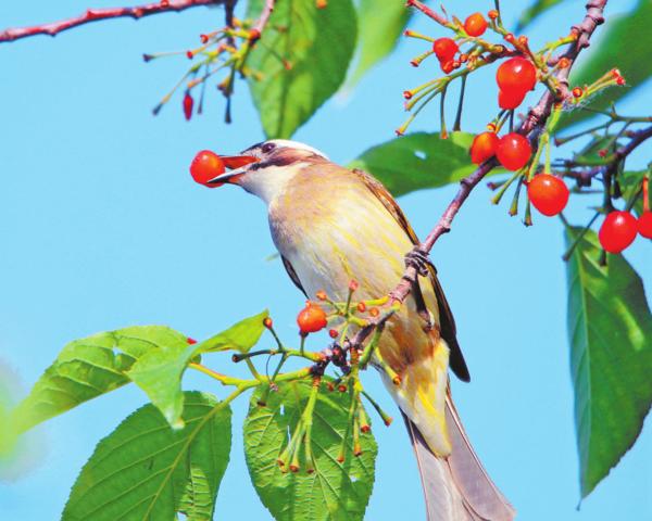 Visit_Henan's tweet image. Photo taken on May 5 shows a Japanese Grosbeak (Eophona Personata) on a cherry tree in Getian Park in Ningling county of Shangqiu city, Central China's #Henan province. #SpringinHenan