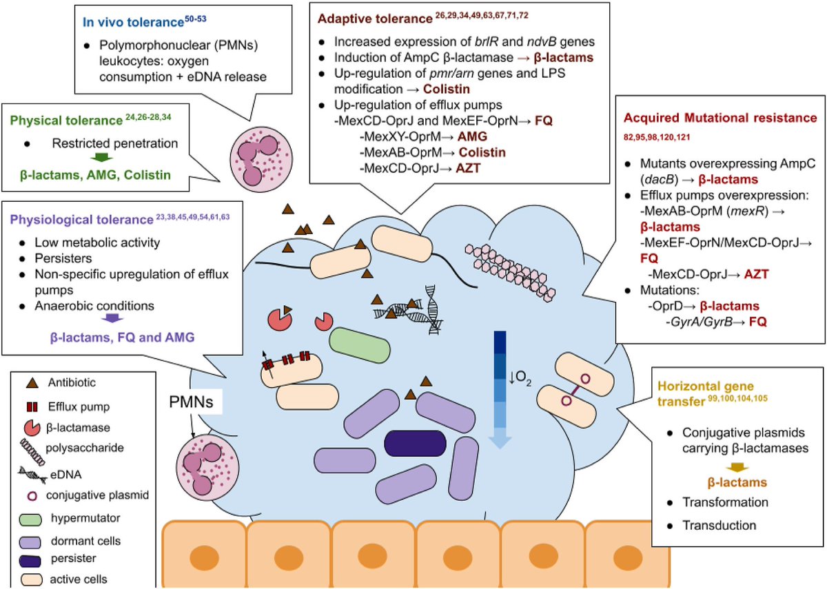 #IDtwitter #ID_cure 
#Pseudomonas aeruginosa
Mechanisms of antimicrobial tolerance and #resistance found in biofilms and antibiotics affected by them